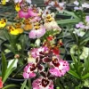 Tolumnia Orchid Live Plants – Set of 4 Assorted Mini Orchids – 4-6 Inch Tall Tolumnia Orchid Live Plants – Set of 4 Assorted Mini Orchids – 4-6 Inch Tall - Image 1