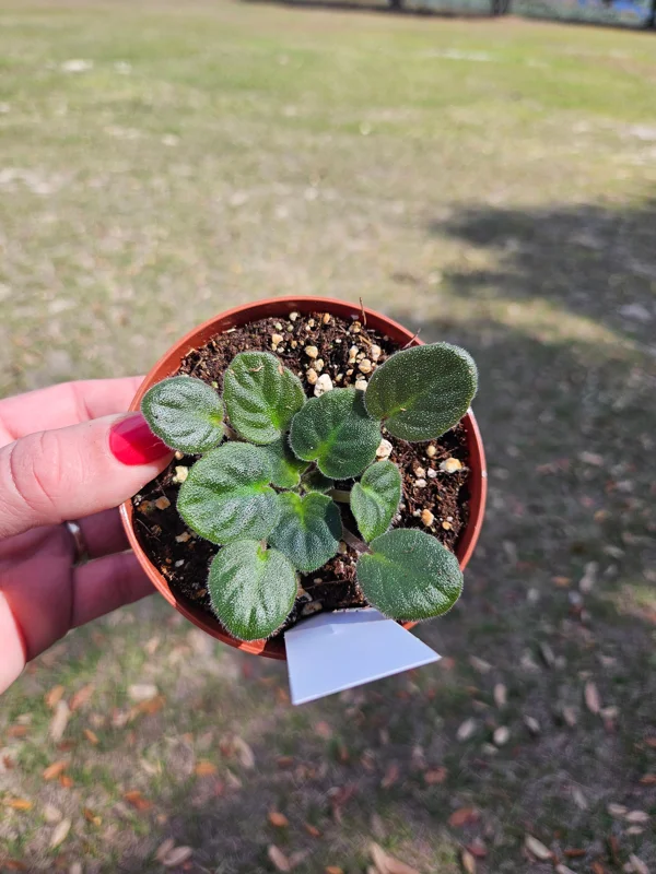 Tomahawk African Violet Live Plant Starter, 4 Inch Pot, Indoor Potted Houseplant - Image 2