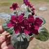 Tomahawk African Violet Live Plant Starter, 4 Inch Pot, Indoor Potted Houseplant - Image 1