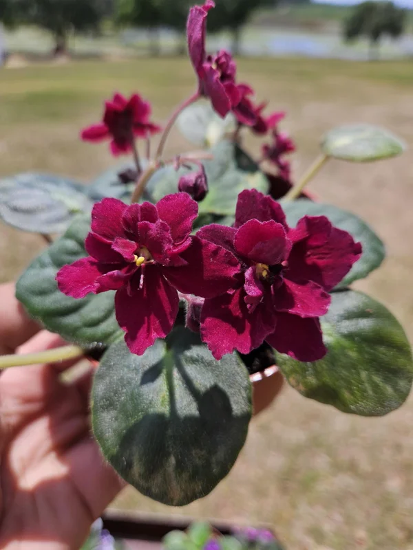 Tomahawk African Violet Live Plant Starter, 4 Inch Pot, Indoor Potted Houseplant - Image 1