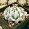 Topsy Turvy Echeveria Runyonii Live Succulent Plant – Blue, 2 Inch Pot, Indoor/Outdoor Topsy Turvy Echeveria Runyonii Live Succulent Plant – Blue, 2 Inch Pot, Indoor/Outdoor - Image 1
