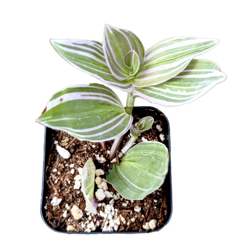 Tradescantia Fluminensis 'Lavender' Variegata Live Plant 2 Inch Pot Indoor Outdoor Tradescantia Fluminensis 'Lavender' Variegata Live Plant 2 Inch Pot Indoor Outdoor - Image 2