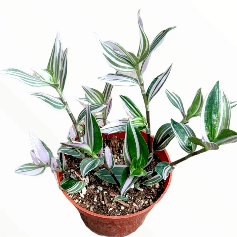 Tradescantia Fluminensis 'Lavender' Variegata Live Plant 2 Inch Pot Indoor Outdoor Tradescantia Fluminensis 'Lavender' Variegata Live Plant 2 Inch Pot Indoor Outdoor - Image 3