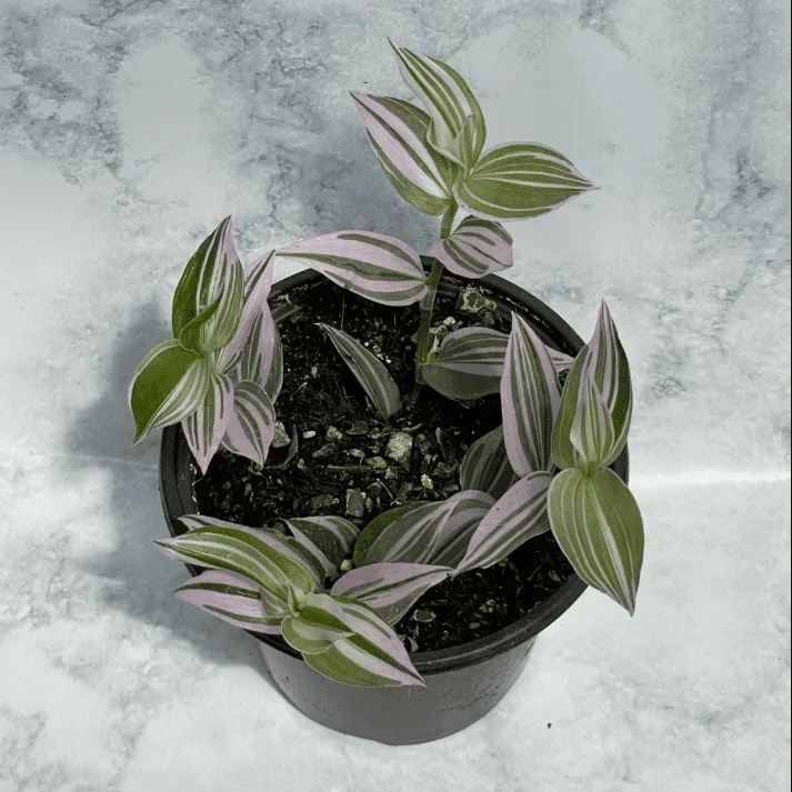 Tradescantia Fluminensis 'Lavender' Variegata Live Plant 2 Inch Pot Indoor Outdoor Tradescantia Fluminensis 'Lavender' Variegata Live Plant 2 Inch Pot Indoor Outdoor - Image 4
