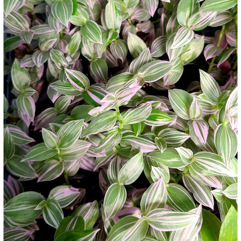 Tradescantia Fluminensis 'Lavender' Variegata Live Plant 2 Inch Pot Indoor Outdoor Tradescantia Fluminensis 'Lavender' Variegata Live Plant 2 Inch Pot Indoor Outdoor - Image 6