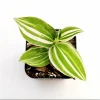 Tradescantia Fluminensis 'Lavender' Variegata Live Plant 2 Inch Pot Indoor Outdoor - Image 1