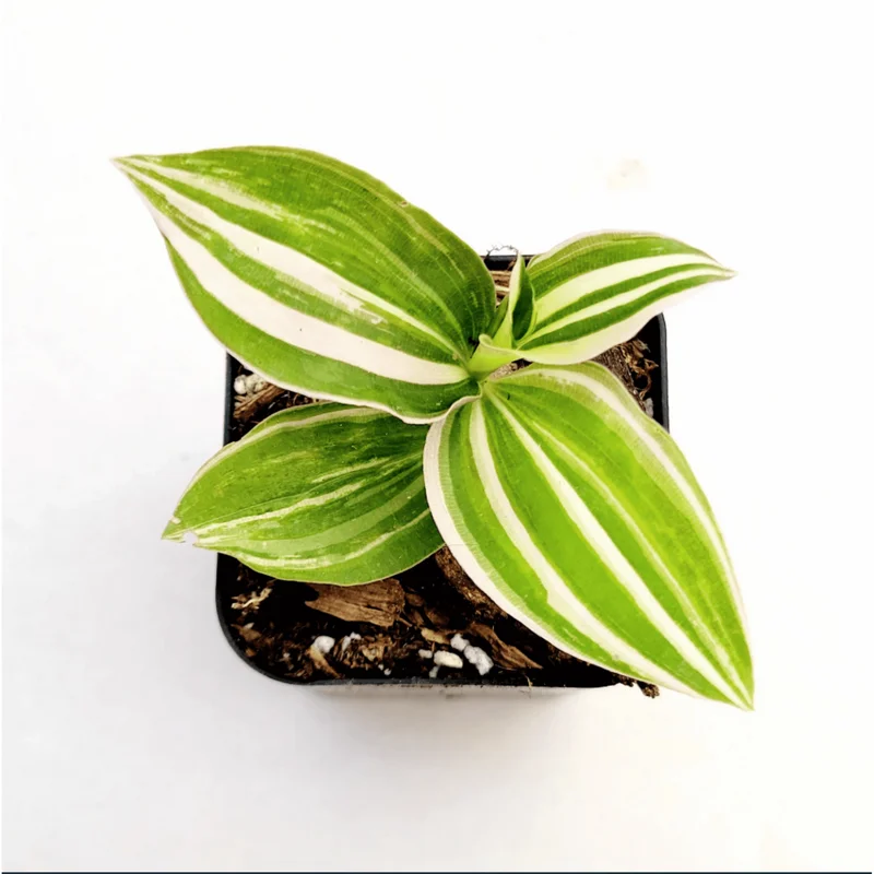 Tradescantia Fluminensis 'Lavender' Variegata Live Plant 2 Inch Pot Indoor Outdoor Tradescantia Fluminensis 'Lavender' Variegata Live Plant 2 Inch Pot Indoor Outdoor - Image 1