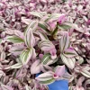 Tradescantia Nanouk | Pink Wandering Jew | Pink Houseplant - Image 1