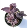 Tradescantia Pallida 'Purple Heart' Live Plant 2 Inch Pot Indoor/Outdoor Tradescantia Pallida 'Purple Heart' Live Plant 2 Inch Pot Indoor/Outdoor - Image 1