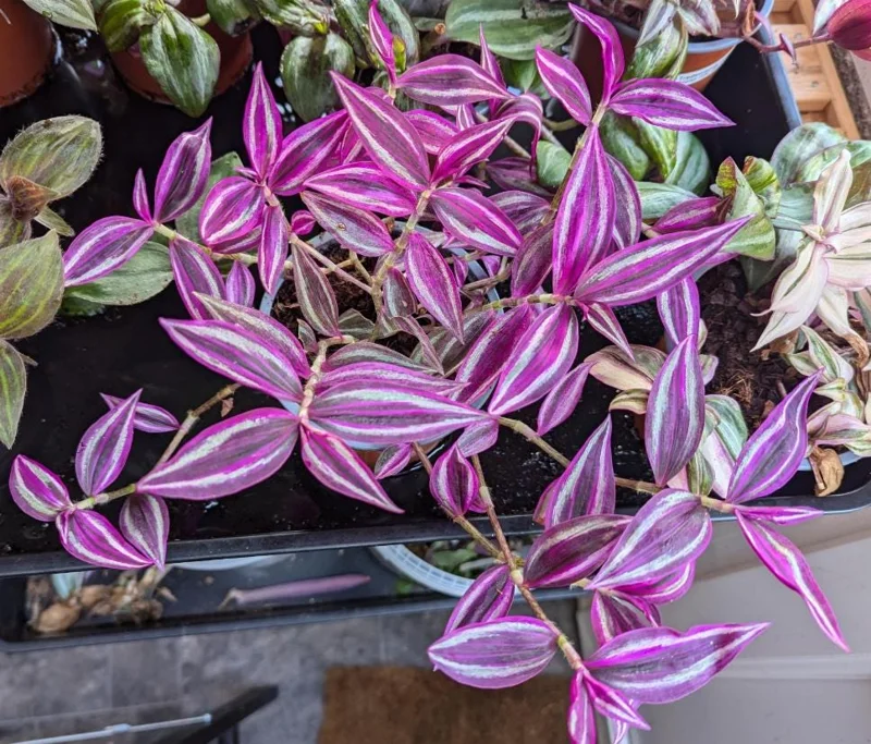 Tradescantia Pink Paradise Live Plant 3" Pot, Pink Trailing Houseplant, Indoor Tradescantia Pink Paradise Live Plant 3" Pot, Pink Trailing Houseplant, Indoor - Image 2
