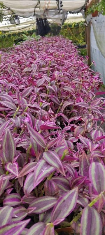 Tradescantia Pink Paradise Live Plant 3" Pot, Pink Trailing Houseplant, Indoor Tradescantia Pink Paradise Live Plant 3" Pot, Pink Trailing Houseplant, Indoor - Image 4