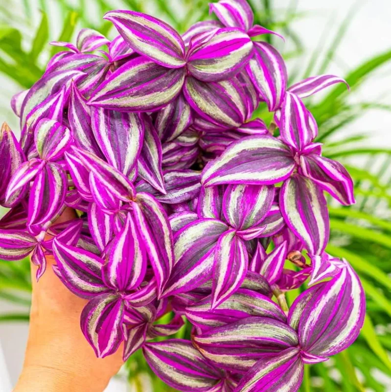 Tradescantia Pink Paradise Live Plant 3" Pot, Pink Trailing Houseplant, Indoor Tradescantia Pink Paradise Live Plant 3" Pot, Pink Trailing Houseplant, Indoor - Image 5