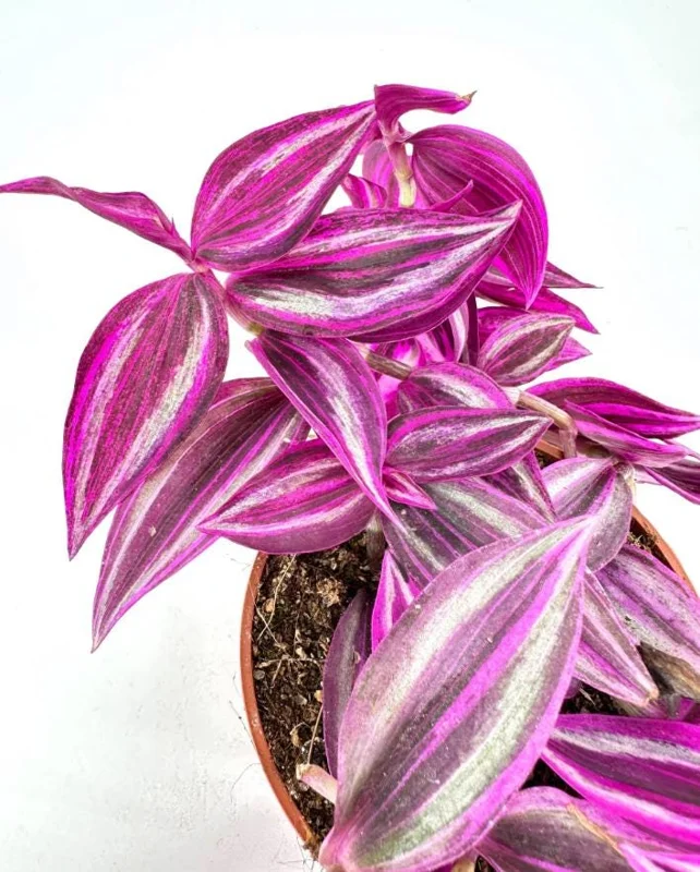 Tradescantia Pink Paradise Live Plant 3" Pot, Pink Trailing Houseplant, Indoor Tradescantia Pink Paradise Live Plant 3" Pot, Pink Trailing Houseplant, Indoor - Image 6