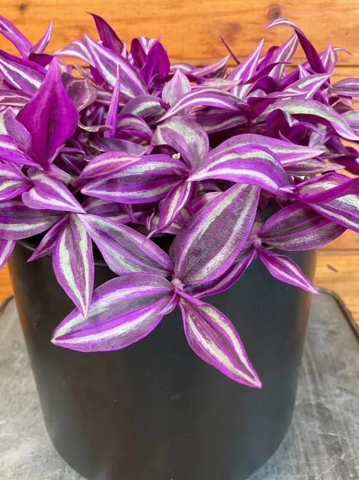 Tradescantia Pink Paradise Live Plant 3" Pot, Pink Trailing Houseplant, Indoor Tradescantia Pink Paradise Live Plant 3" Pot, Pink Trailing Houseplant, Indoor - Image 7
