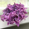 Tradescantia Pink Paradise Live Plant 3" Pot, Pink Trailing Houseplant, Indoor Tradescantia Pink Paradise Live Plant 3" Pot, Pink Trailing Houseplant, Indoor - Image 1
