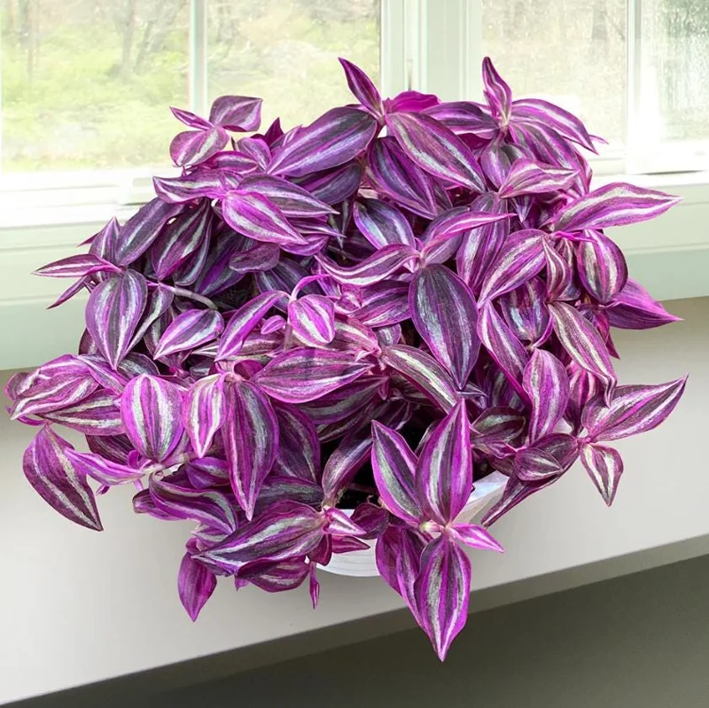 Tradescantia Pink Paradise Live Plant 3" Pot, Pink Trailing Houseplant, Indoor Tradescantia Pink Paradise Live Plant 3" Pot, Pink Trailing Houseplant, Indoor - Image 1