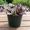 Tradescantia Purple Wandering Jew Live Plant - Vibrant Foliage, 4-7 Inches Tall, Indoor Tradescantia Purple Wandering Jew Live Plant - Vibrant Foliage, 4-7 Inches Tall, Indoor - Image 1