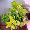 Tradescantia Velvet Plant – 3.5-inch Potted Live Houseplant – Soft Foliage Indoor Tradescantia Velvet Plant – 3.5-inch Potted Live Houseplant – Soft Foliage Indoor - Image 1