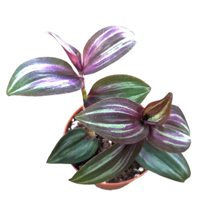Tradescantia Zebrina Evanesce Live Plant - Wandering Dude Succulent, 2 Inch Pot, Indoor/Outdoor Tradescantia Zebrina Evanesce Live Plant - Wandering Dude Succulent, 2 Inch Pot, Indoor/Outdoor - Image 2