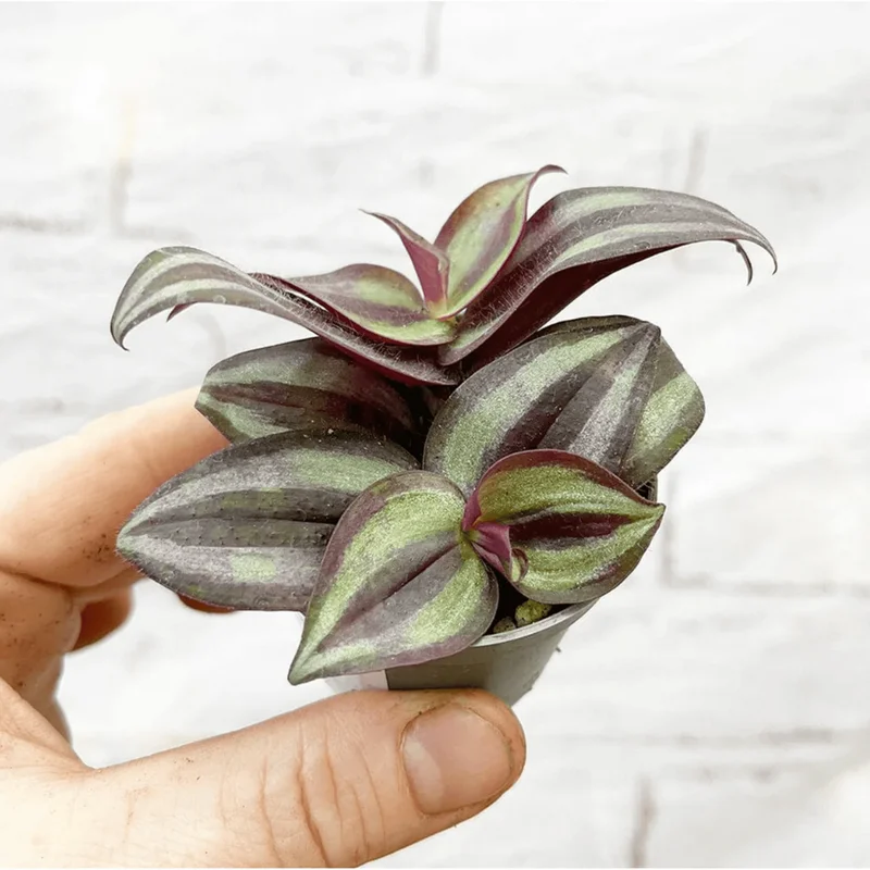Tradescantia Zebrina Evanesce Live Plant - Wandering Dude Succulent, 2 Inch Pot, Indoor/Outdoor Tradescantia Zebrina Evanesce Live Plant - Wandering Dude Succulent, 2 Inch Pot, Indoor/Outdoor - Image 3