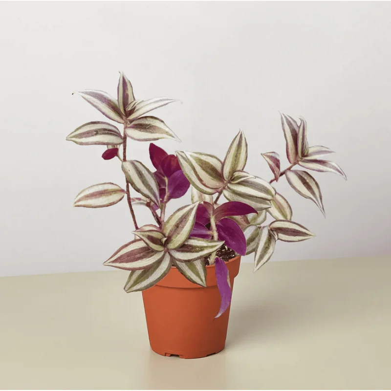 Tradescantia Zebrina Evanesce Live Plant - Wandering Dude Succulent, 2 Inch Pot, Indoor/Outdoor Tradescantia Zebrina Evanesce Live Plant - Wandering Dude Succulent, 2 Inch Pot, Indoor/Outdoor - Image 4