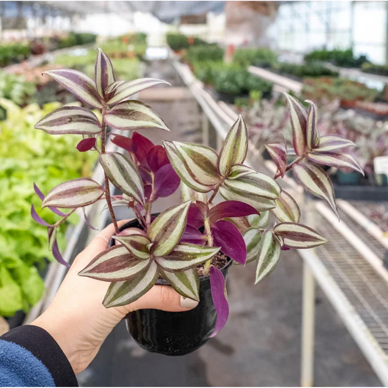Tradescantia Zebrina Evanesce Live Plant - Wandering Dude Succulent, 2 Inch Pot, Indoor/Outdoor Tradescantia Zebrina Evanesce Live Plant - Wandering Dude Succulent, 2 Inch Pot, Indoor/Outdoor - Image 5