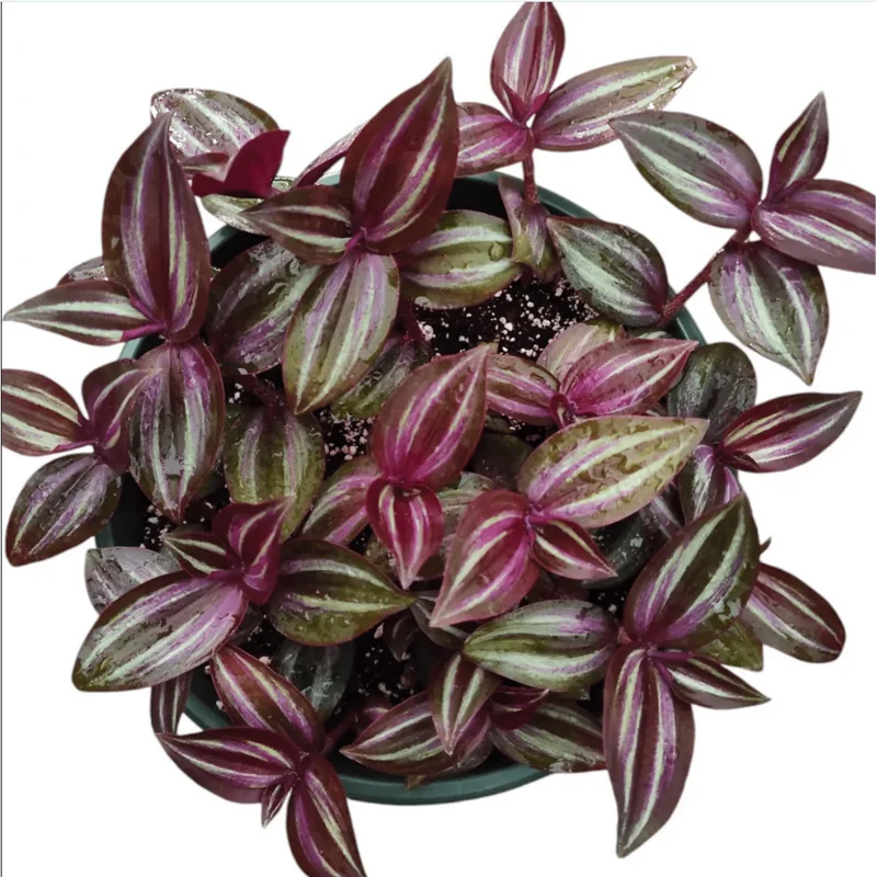 Tradescantia Zebrina Evanesce Live Plant - Wandering Dude Succulent, 2 Inch Pot, Indoor/Outdoor Tradescantia Zebrina Evanesce Live Plant - Wandering Dude Succulent, 2 Inch Pot, Indoor/Outdoor - Image 6