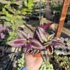 Tradescantia Zebrina Live Plant – Purple Inch Plant – 2in or 4in Pot – Indoor Foliage - Image 1