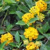 Trailing Yellow Lantana Live Plant – 5-7” Tall Perennial Flower for Outdoor Garden - Image 1