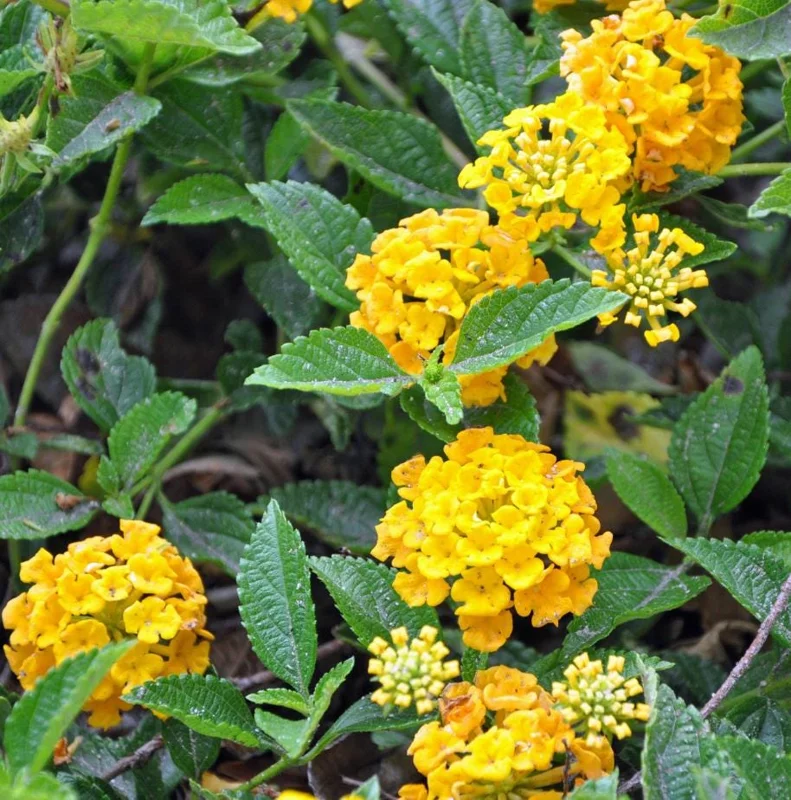 Trailing Yellow Lantana Live Plant – 5-7” Tall Perennial Flower for Outdoor Garden - Image 1