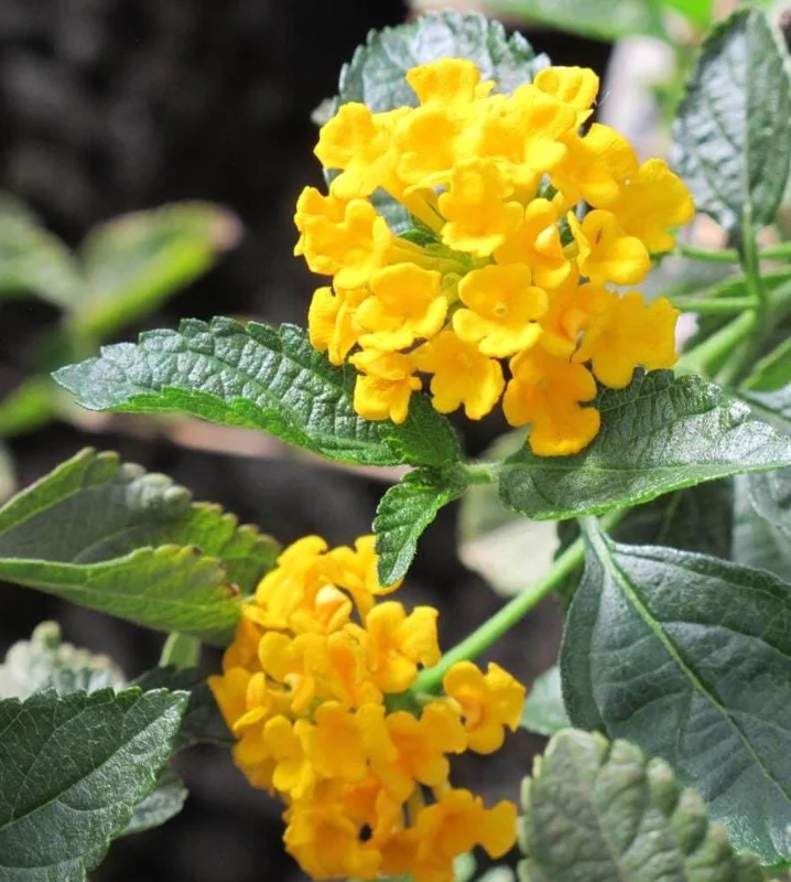 Trailing Yellow Lantana Live Plant – 5-7” Tall Perennial Flower for Outdoor Garden - Image 2