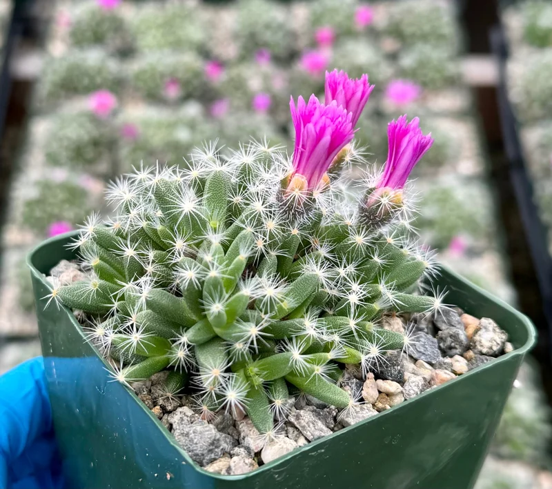 Trichodiadema Densum Live Succulent Plant - Desert Rose in 4 Inch Pot Trichodiadema Densum Live Succulent Plant - Desert Rose in 4 Inch Pot - Image 2