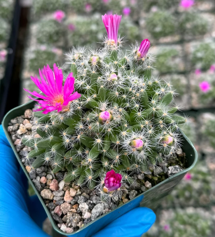 Trichodiadema Densum Live Succulent Plant - Desert Rose in 4 Inch Pot Trichodiadema Densum Live Succulent Plant - Desert Rose in 4 Inch Pot - Image 4