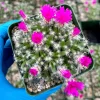 Trichodiadema Densum Live Succulent Plant - Desert Rose in 4 Inch Pot - Image 1