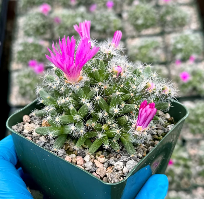 Trichodiadema Densum Succulent Live Plant – Flowering Cactus in 4 Inch Pot – Indoor/Outdoor Trichodiadema Densum Succulent Live Plant – Flowering Cactus in 4 Inch Pot – Indoor/Outdoor - Image 3