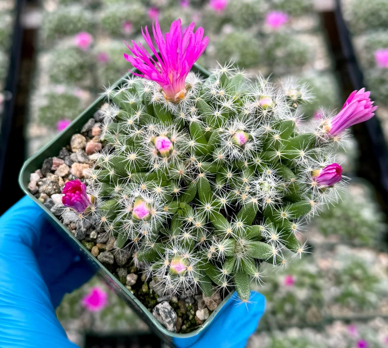 Trichodiadema Densum Succulent Live Plant – Flowering Cactus in 4 Inch Pot – Indoor/Outdoor Trichodiadema Densum Succulent Live Plant – Flowering Cactus in 4 Inch Pot – Indoor/Outdoor - Image 5