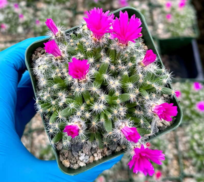 Trichodiadema Densum Succulent Live Plant – Flowering Cactus in 4 Inch Pot – Indoor/Outdoor Trichodiadema Densum Succulent Live Plant – Flowering Cactus in 4 Inch Pot – Indoor/Outdoor - Image 1