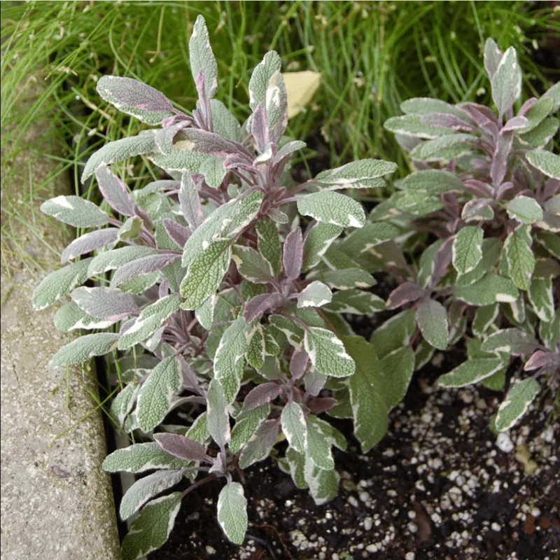 Tricolor Sage Live Starter Plants - 3 Pack, 4-6 Inch Tall, Culinary Herb Tricolor Sage Live Starter Plants - 3 Pack, 4-6 Inch Tall, Culinary Herb - Image 4