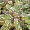 Tricolor Sage Live Starter Plants - 3 Pack, 4-6 Inch Tall, Culinary Herb - Image 1