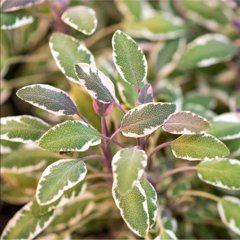 Tricolor Sage Live Starter Plants - 3 Pack, 4-6 Inch Tall, Culinary Herb Tricolor Sage Live Starter Plants - 3 Pack, 4-6 Inch Tall, Culinary Herb - Image 1