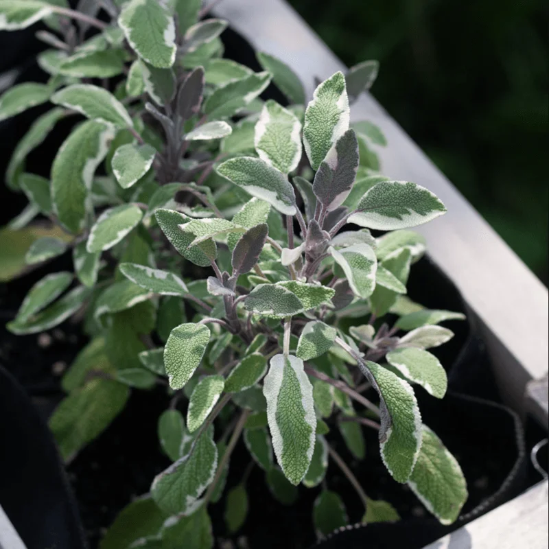 Tricolor Sage Live Starter Plants - 3 Pack, 4-6 Inch Tall, Culinary Herb Tricolor Sage Live Starter Plants - 3 Pack, 4-6 Inch Tall, Culinary Herb - Image 6