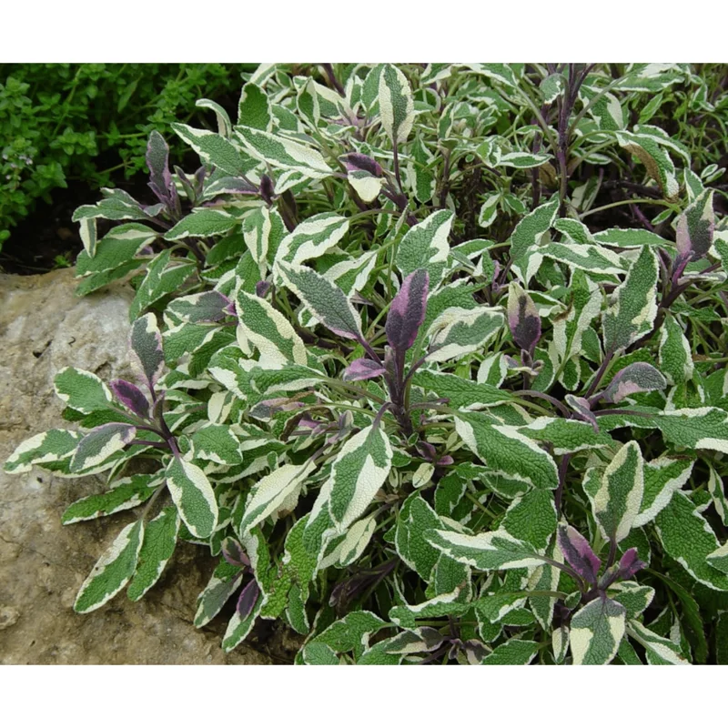 Tricolor Sage Live Starter Plants - 3 Pack, 4-6 Inch Tall, Culinary Herb Tricolor Sage Live Starter Plants - 3 Pack, 4-6 Inch Tall, Culinary Herb - Image 7