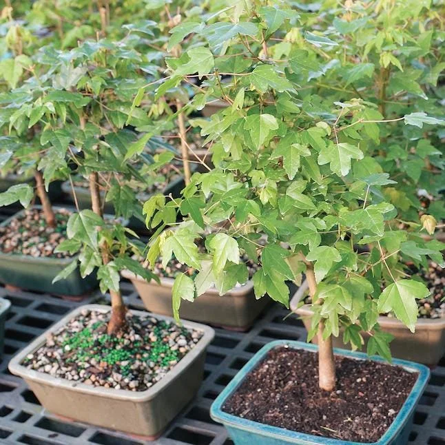 Trident Maple Bonsai Live Tree - 5 Year Old, 8-12 Inch Tall, 8 Inch Pot, Outdoor - Image 2