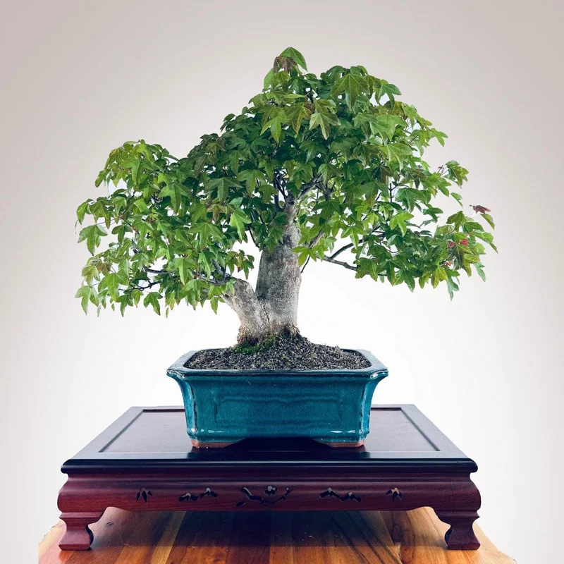 Trident Maple Bonsai Live Tree - 5 Year Old, 8-12 Inch Tall, 8 Inch Pot, Outdoor - Image 1
