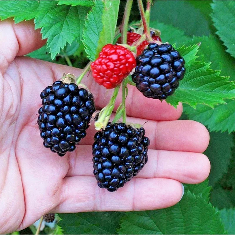 Triple Crown Thornless Blackberry Live Plants - Pack of 2 - 4-8 Inch Tall Triple Crown Thornless Blackberry Live Plants - Pack of 2 - 4-8 Inch Tall - Image 3