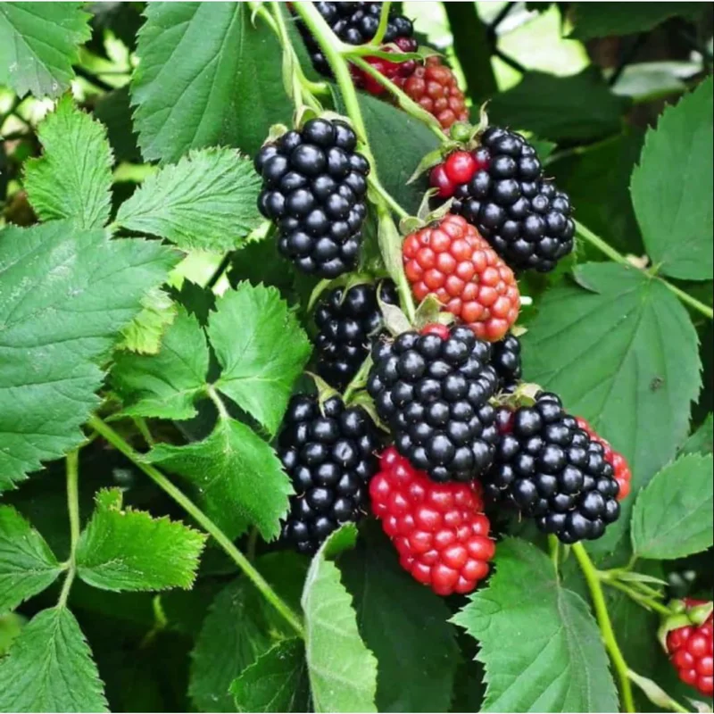 Triple Crown Thornless Blackberry Live Plants - Pack of 2 - 4-8 Inch Tall Triple Crown Thornless Blackberry Live Plants - Pack of 2 - 4-8 Inch Tall - Image 4