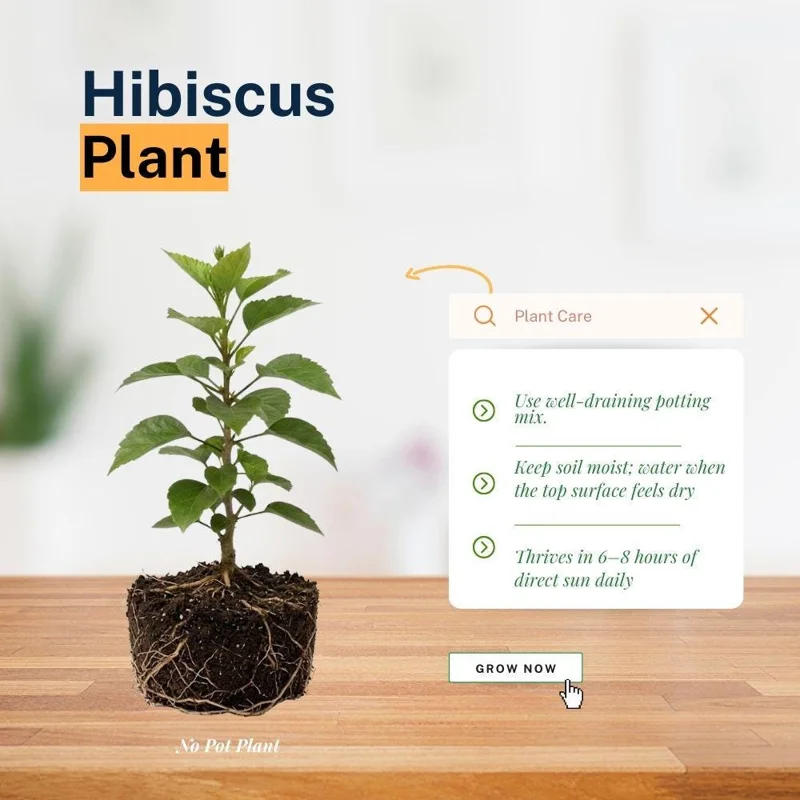 Tropical Hibiscus Live Plant 5-7 Inch - Outdoor Garden Flower - Image 2