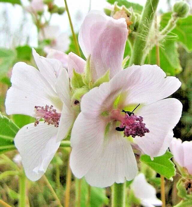 True Marshmallow Seeds - 50 Georgius Light Pink Flowers Althaea Officinalis Perennial - Image 2