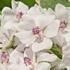 True Marshmallow Seeds - 50 Georgius Light Pink Flowers Althaea Officinalis Perennial - Image 1