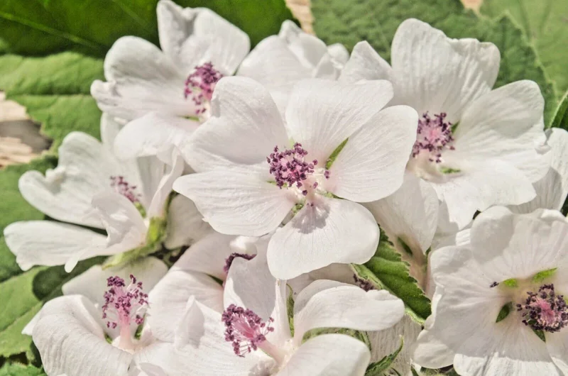 True Marshmallow Seeds - 50 Georgius Light Pink Flowers Althaea Officinalis Perennial - Image 1